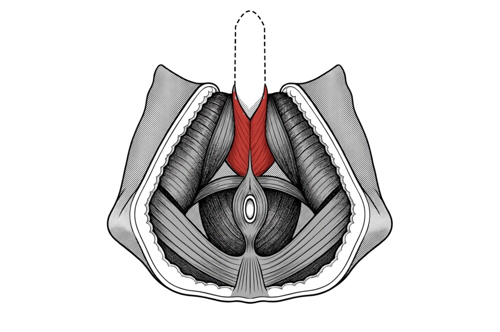 The bulbospongiosus muscle, shown in red, seen from below
