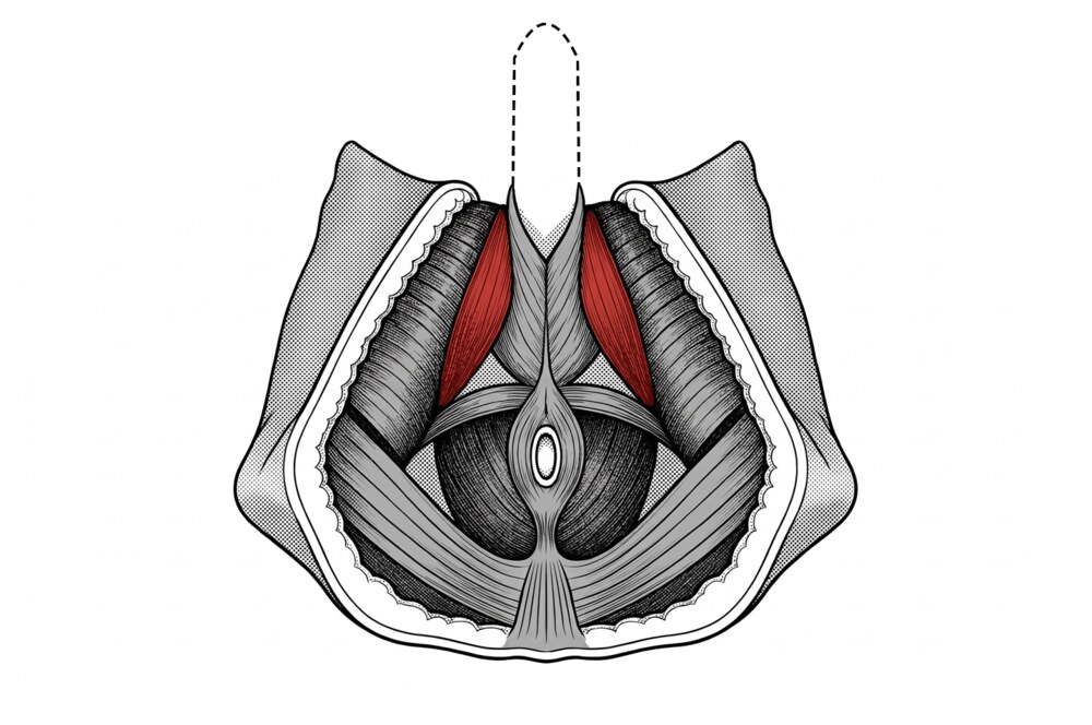 The two ischiocavernosus muscles, shown in red, seen from below