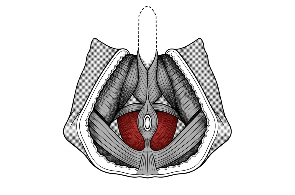 The PC muscle (levator ani), shown in red, seen from below