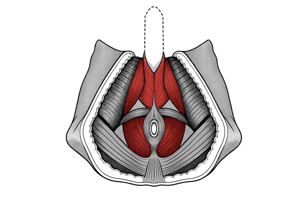The ischiocavernosus, bulbospongiosus and PC muscle, shown in red, seen from below