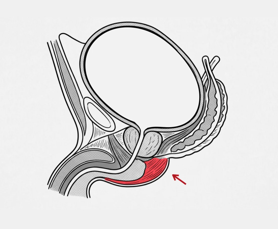 Side view of the male pelvis with the pelvic-floor muscle Sahara trains highlighted.